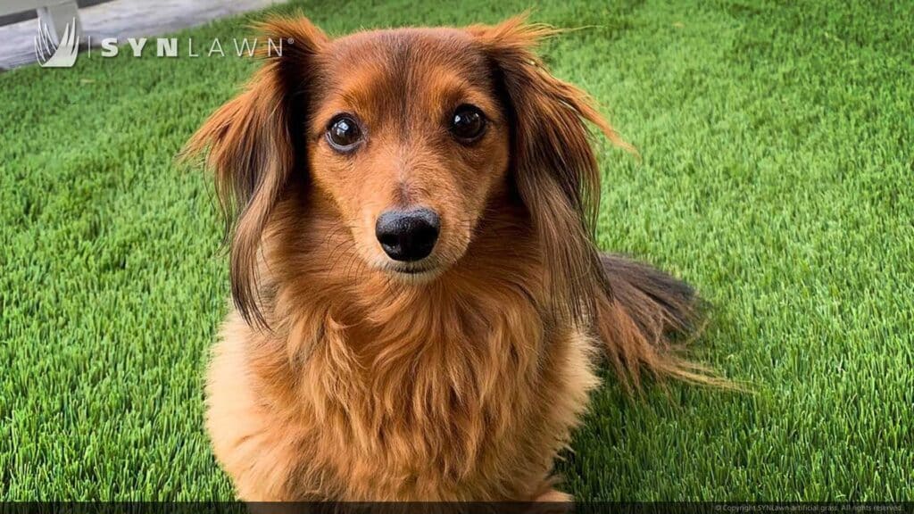 SYNLawn Tampa FL pets artificial grass safe for dogs cats and all animals