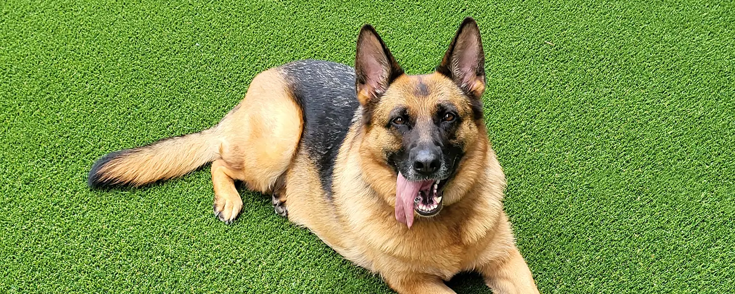 Dog relaxing on artificial grass from SYNLawn