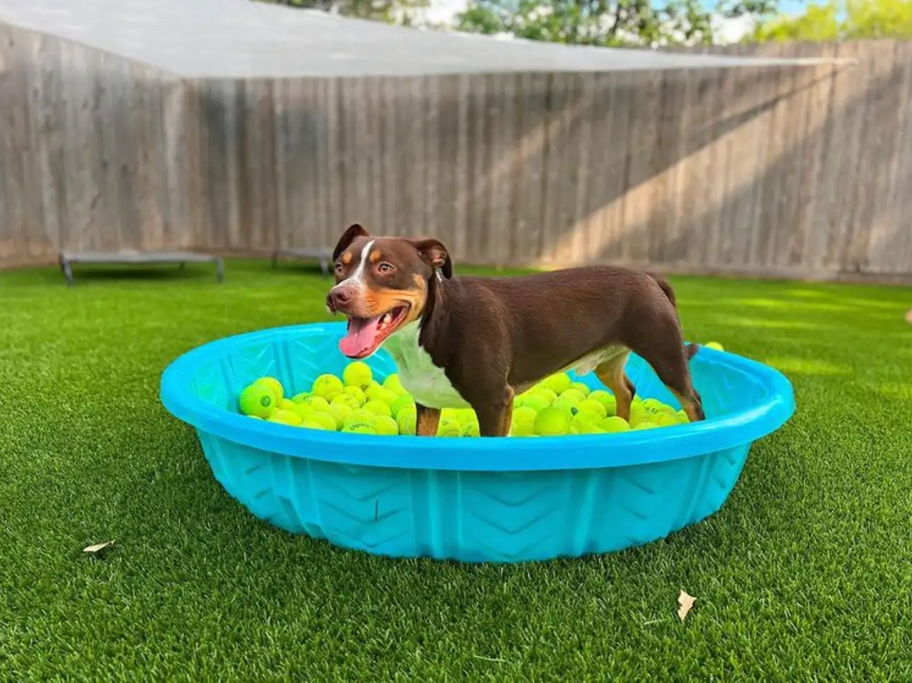 dog playing in tub on artificial grass lawn