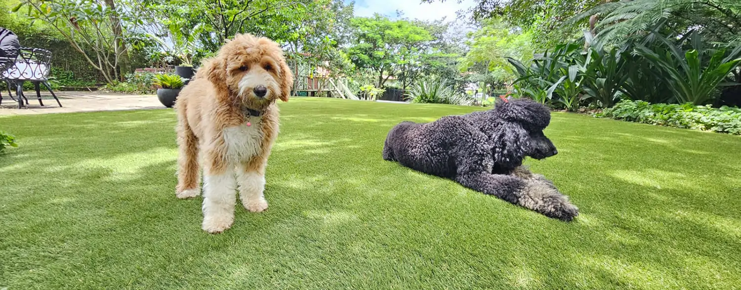 Dogs relaxing on artificial grass lawn from SYNLawn