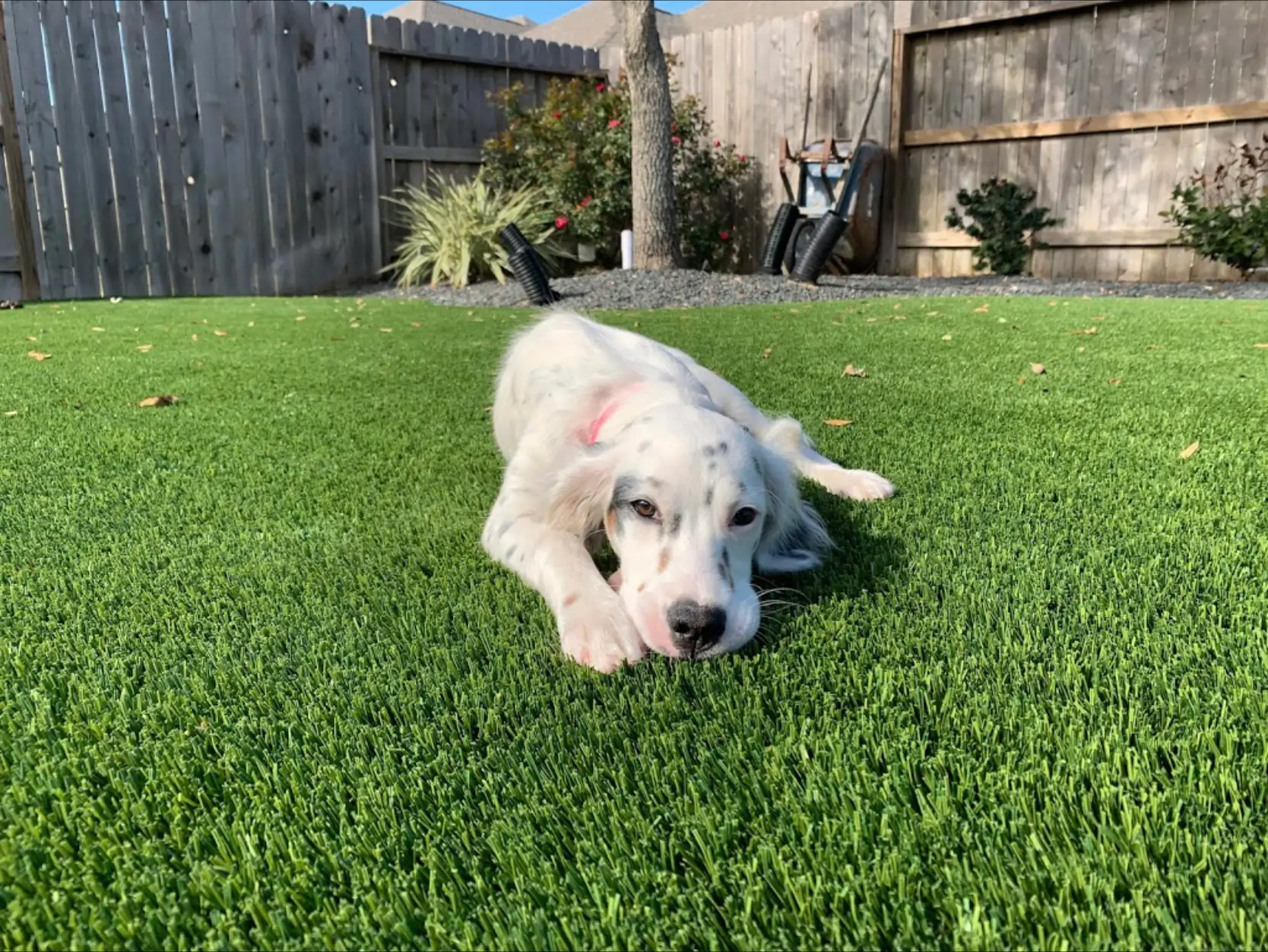 dog laying on tampa pet turf