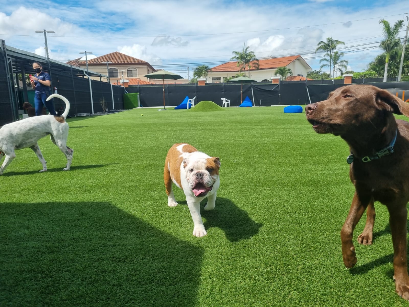 Dog Park SYNLawn Pet Turf Dog Park SYNLawn Tampa Pet Turf