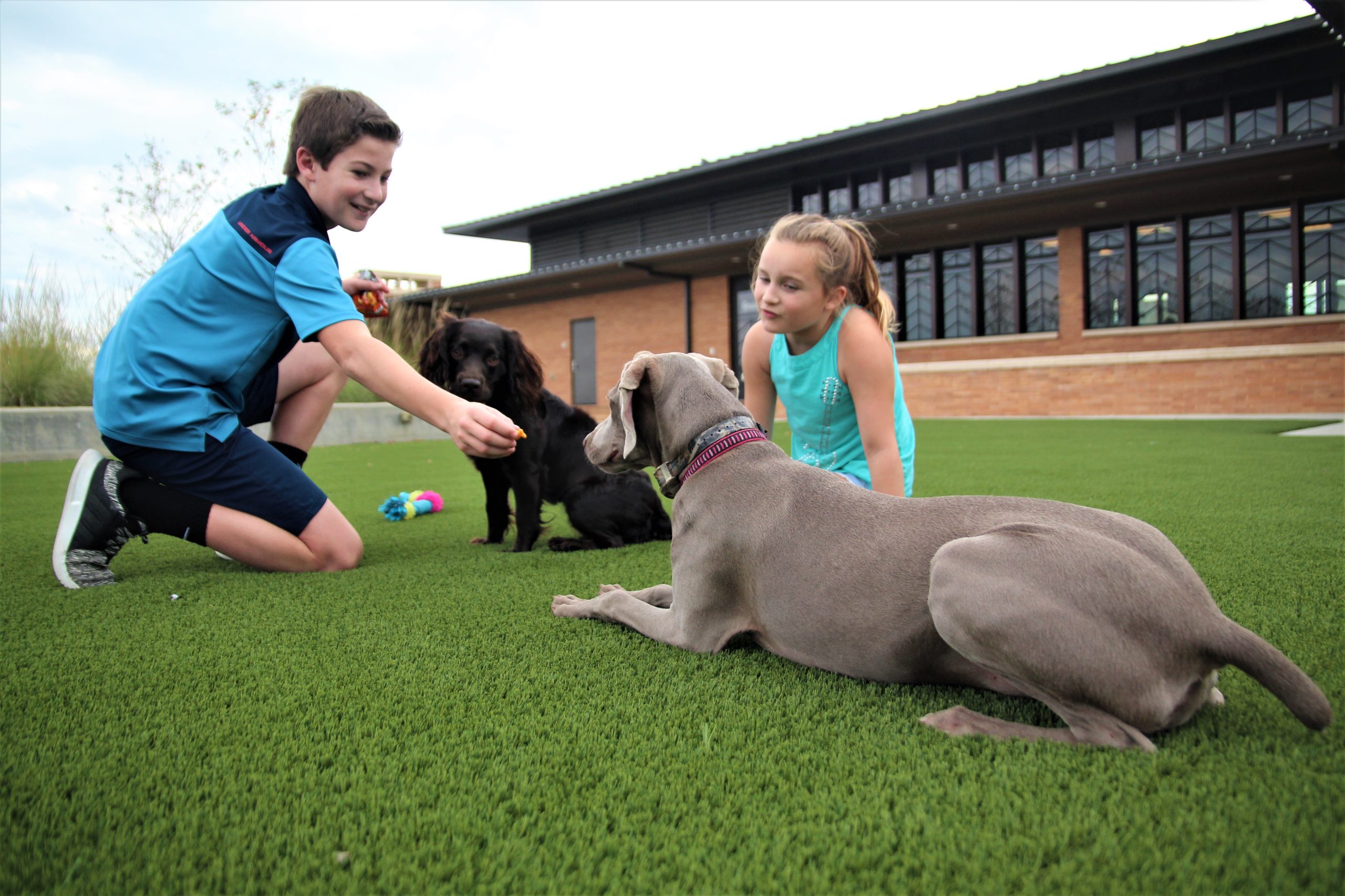 Kids and Dogs on Tampa Synthetic Turf Kids and Dogs on Tampa Pet Grass