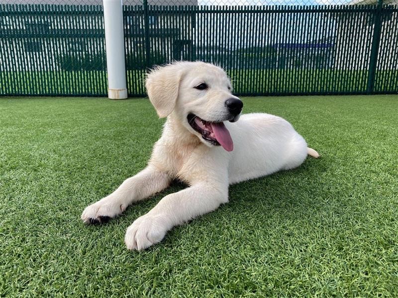 Pet10 White Lab Puppy Laying on Tampa Pet Grass at Doggie Day Care